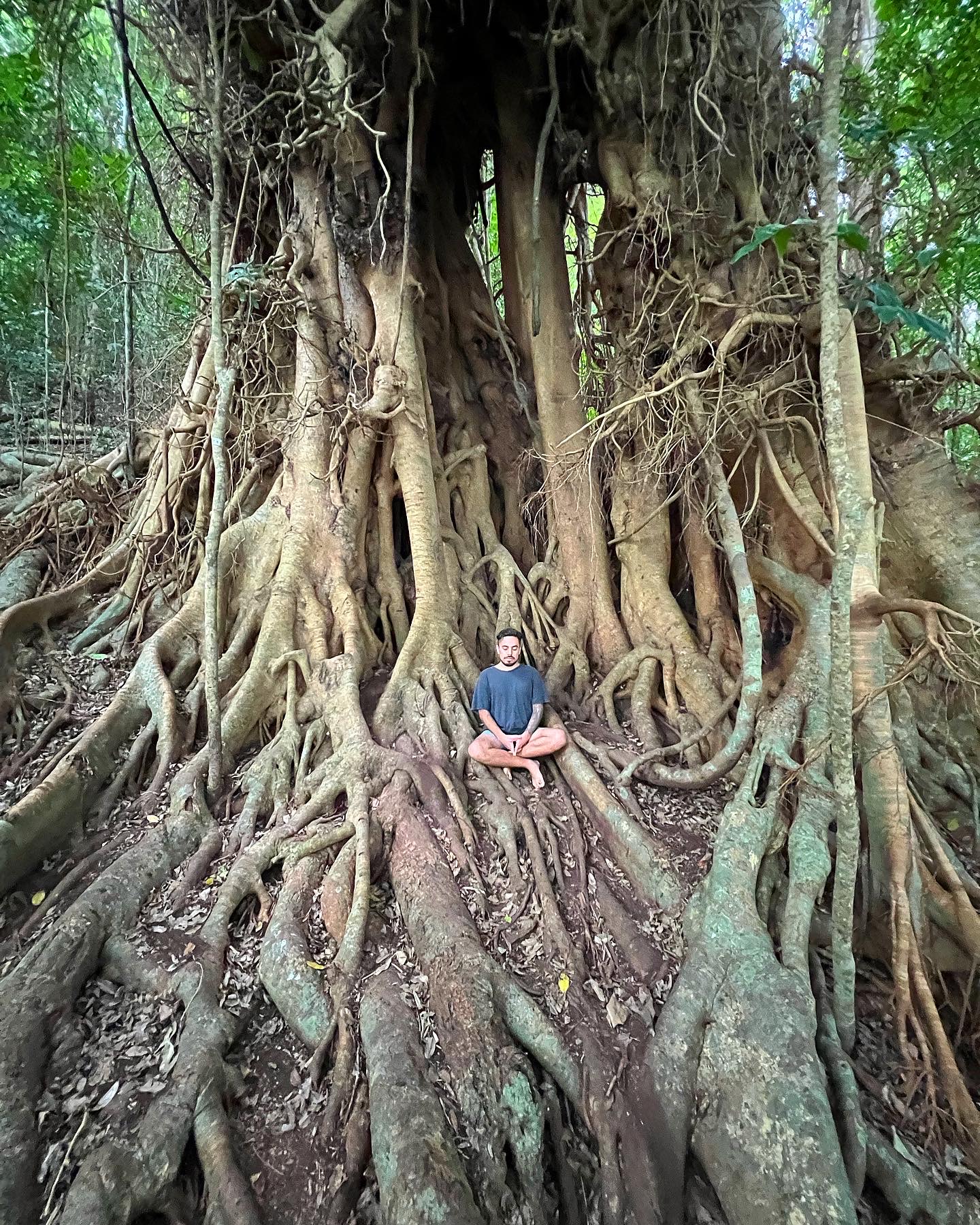 Personne assise en tailleur dans les racines d'un grand arbre, en position de méditation